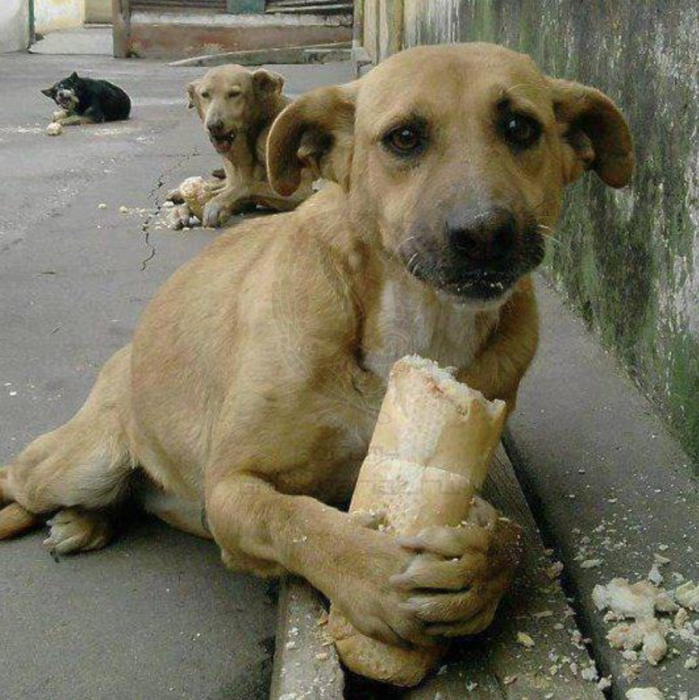 Joven panadero alimenta a perritos callejeros