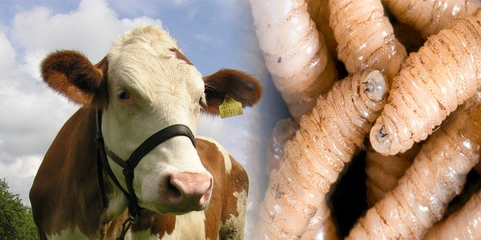 Bajo control ‘miasis’ en hato ganadero